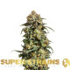 Насіння коноплі Cookies Krush fem. Super Strains