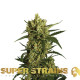 Насіння коноплі Crackers fem. Super Strains