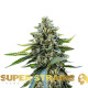 Насіння коноплі Eden – CBD fem. Super Strains