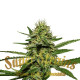 Семена конопли Enemy’s Dream fem. Super Strains