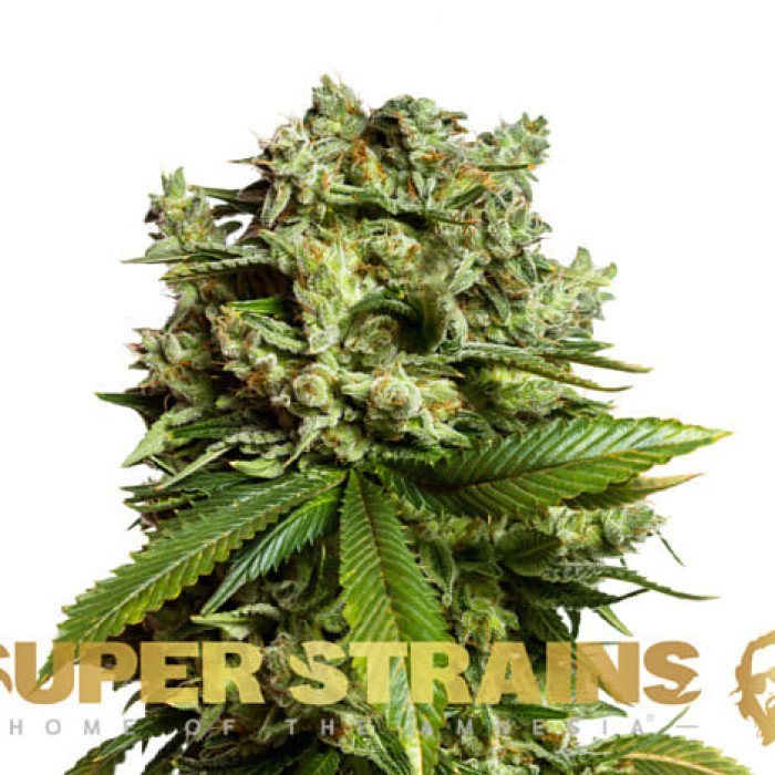 Насіння коноплі #GG4 (Gorilla Glue) fem. Super Strains