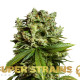 Насіння коноплі #GG4 (Gorilla Glue) fem. Super Strains