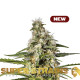 Насіння коноплі Girl Scout Cookies fem. Super Strains