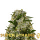 Насіння коноплі Ibiza Farmers fem. Super Strains