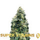Насіння коноплі La Cucaracha fem. Super Strains