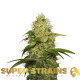 Насіння коноплі La Jefa fem. Super Strains