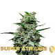 Насіння коноплі Mexican Candy fem. Super Strains