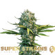 Насіння коноплі Next of Kin fem. Super Strains