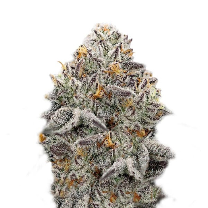 Насіння коноплі Oreoz fem. Super Strains
