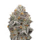 Насіння коноплі Oreoz fem. Super Strains