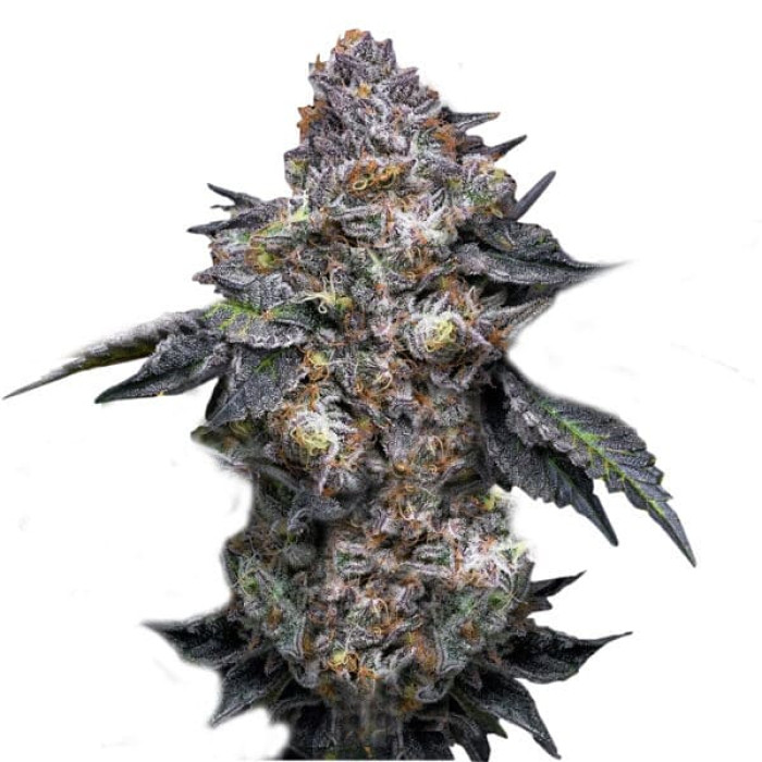 Насіння коноплі Permanent Marker fem. Super Strains