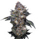 Насіння коноплі Permanent Marker fem. Super Strains