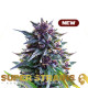 Насіння коноплі Purple Punch fem. Super Strains