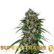 Насіння коноплі Saga – CBD fem. Super Strains