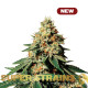 Насіння коноплі Zkittlez fem. Super Strains