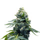 Насіння коноплі Zoap fem. Super Strains