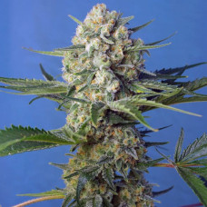 Crystal Candy F1 Fast Version feminised (Sweet Seeds)