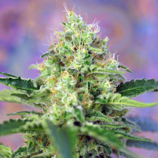 Crystal Candy feminised (Sweet Seeds)