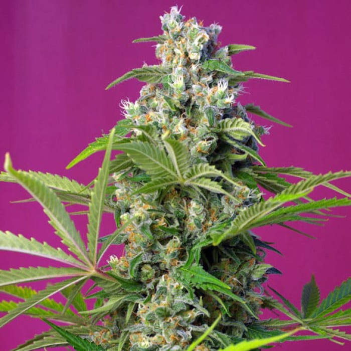 Насіння коноплі Gorilla Girl fem. Sweet Seeds