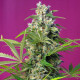 Насіння коноплі Gorilla Girl fem. Sweet Seeds