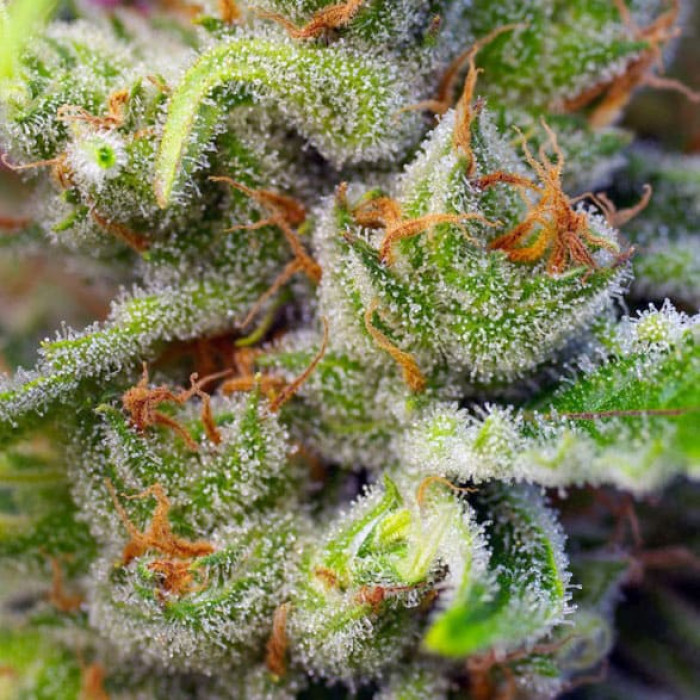 Насіння коноплі Gorilla Girl fem. Sweet Seeds