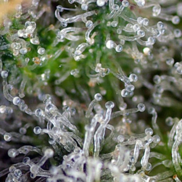 Насіння коноплі Gorilla Girl fem. Sweet Seeds