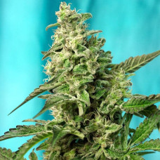Green Poison F1 Fast Version feminised (Sweet Seeds)
