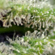 Семена конопли Killer Kush F1 Fast Version fem. Sweet Seeds