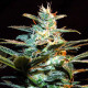 Семена конопли NYC Diesel fem. Sweet Seeds