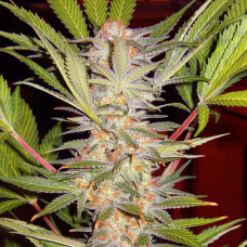 S.A.D. Sweet Afgani Delicious S1 feminised (Sweet Seeds)