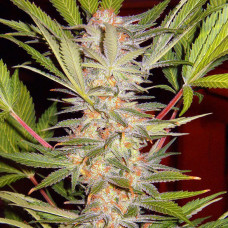 S.A.D. Sweet Afgani Delicious F1 Fast Version feminised (Sweet Seeds)
