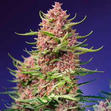 Strawberry Cola Sherbet F1 Fast Version feminised (Sweet Seeds)