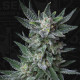 Семена конопли Bubblegum autofem. T.H. Seeds 