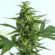 Семена конопли Critical HOG autofem. T.H. Seeds 