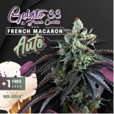 French Macaron auto feminised (T.H. Seeds.)