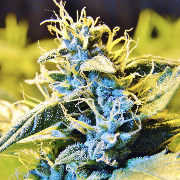 Семена конопли Northern HOG autofem. T.H. Seeds