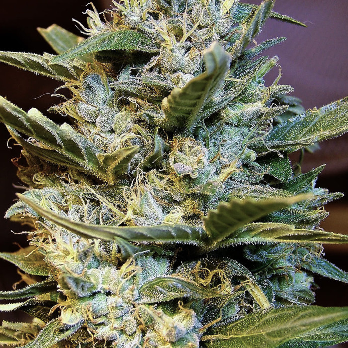 Семена конопли Northern HOG autofem. T.H. Seeds