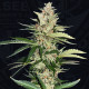 Семена конопли Banana Candy Krush fem. T.H. Seeds