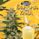 Семена конопли Banana Candy Krush fem. T.H. Seeds