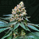 Семена конопли Black Apple Hitchcock fem. T.H. Seeds