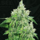 Насіння коноплі Citron Givre - Birthday Cake fem. T.H. Seeds
