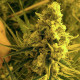 Семена конопли Critical HOG fem. T.H. Seeds