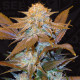 Семена конопли Critical HOG fem. T.H. Seeds