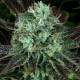 Семена конопли Darkstar fem. T.H. Seeds