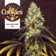 Насіння коноплі French Cookies fem. T.H. Seeds