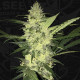 Насіння коноплі La S.A.G.E. fem. T.H. Seeds