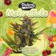 Насіння коноплі MelonSicle fem. T.H. Seeds