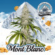 Семена конопли Mont Blanc fem. T.H. Seeds