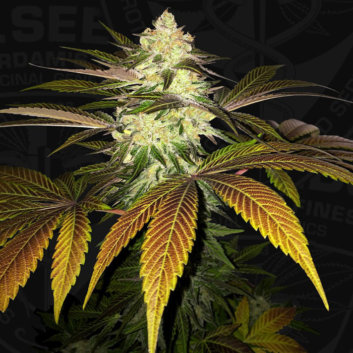 Семена конопли Orangesicle fem. T.H. Seeds