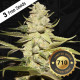Семена конопли Planet Lemon 710 Special Pack fem. T.H. Seeds